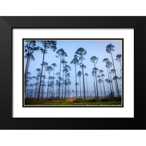 Piney Woods Black Modern Wood Framed Art Print with Double Matting by Taylor, Glenn