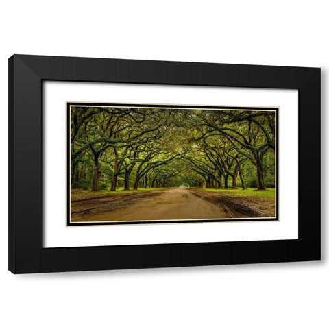 Live Oak Shade Black Modern Wood Framed Art Print with Double Matting by Taylor, Glenn
