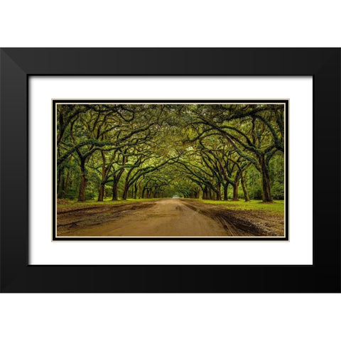 Live Oak Shade Black Modern Wood Framed Art Print with Double Matting by Taylor, Glenn