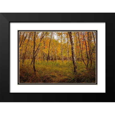 Birch Woods 1 Black Modern Wood Framed Art Print with Double Matting by Taylor, Glenn