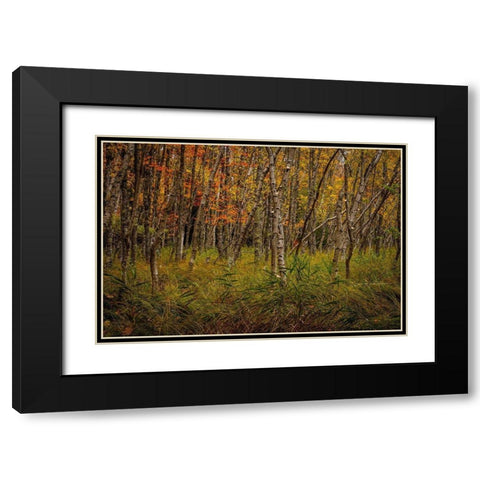 Birch Woods 2 Black Modern Wood Framed Art Print with Double Matting by Taylor, Glenn