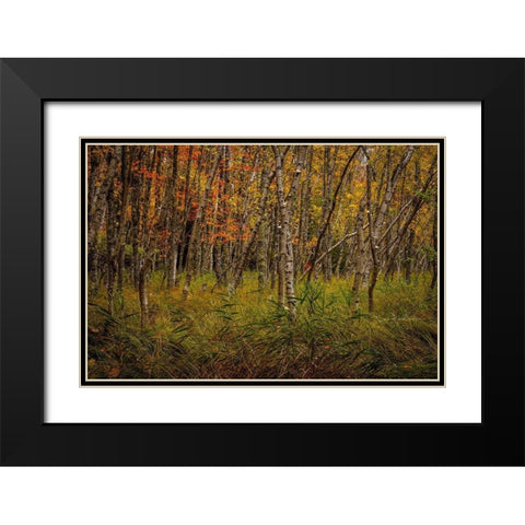 Birch Woods 2 Black Modern Wood Framed Art Print with Double Matting by Taylor, Glenn