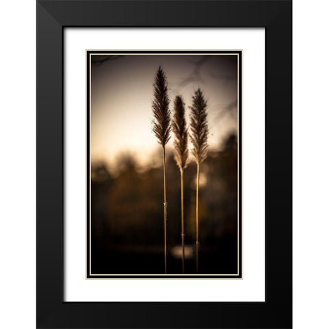 Grasses Trio Black Modern Wood Framed Art Print with Double Matting by Taylor, Glenn