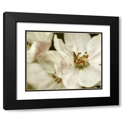 Blossoms II Black Modern Wood Framed Art Print with Double Matting by Poinski, Dianne