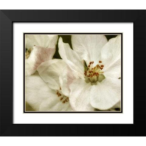 Blossoms II Black Modern Wood Framed Art Print with Double Matting by Poinski, Dianne