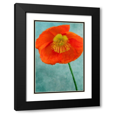 Poppy 2 Black Modern Wood Framed Art Print with Double Matting by Poinski, Dianne