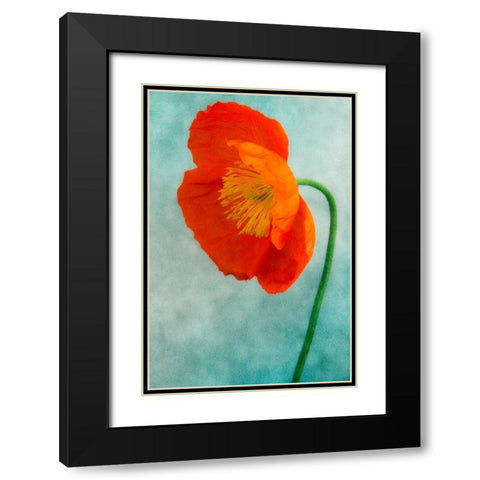 Poppy 3 Black Modern Wood Framed Art Print with Double Matting by Poinski, Dianne