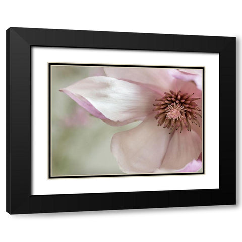 Pink Magnolia 2 Black Modern Wood Framed Art Print with Double Matting by Poinski, Dianne