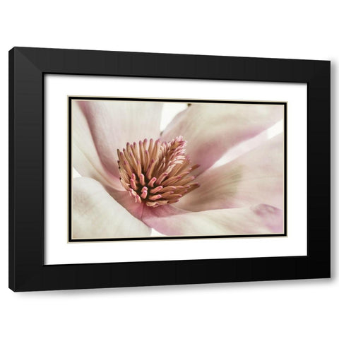 Pink Magnolia 3 Black Modern Wood Framed Art Print with Double Matting by Poinski, Dianne