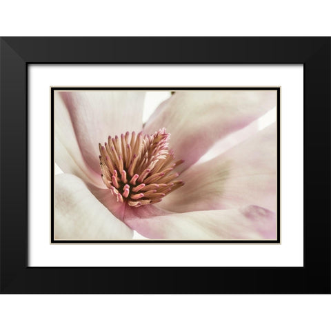 Pink Magnolia 3 Black Modern Wood Framed Art Print with Double Matting by Poinski, Dianne
