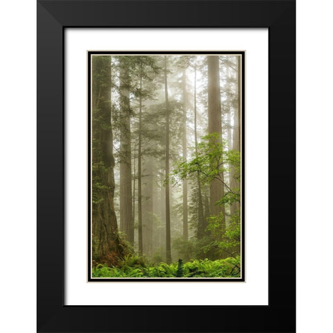 North Coast Redwoods Black Modern Wood Framed Art Print with Double Matting by Poinski, Dianne