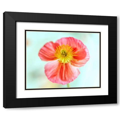 Pink Poppy 2 Black Modern Wood Framed Art Print with Double Matting by Poinski, Dianne
