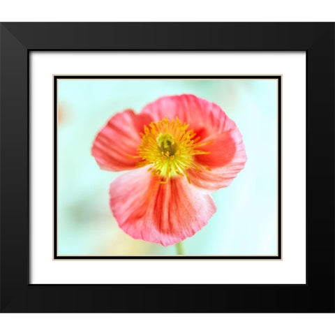Pink Poppy 2 Black Modern Wood Framed Art Print with Double Matting by Poinski, Dianne