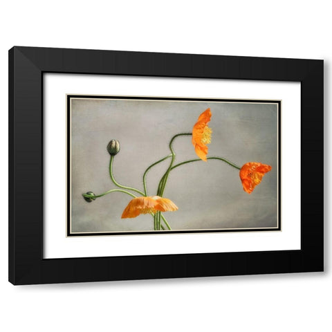 Poppies Dance Black Modern Wood Framed Art Print with Double Matting by Poinski, Dianne