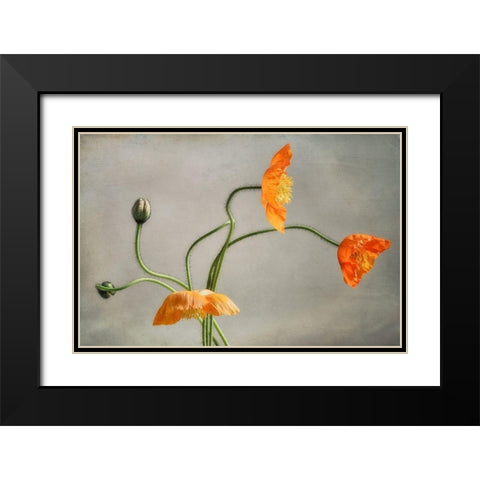 Poppies Dance Black Modern Wood Framed Art Print with Double Matting by Poinski, Dianne