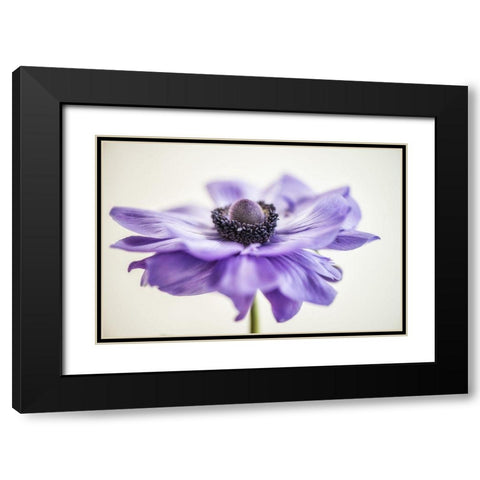 Purple Anemone 3 Black Modern Wood Framed Art Print with Double Matting by Poinski, Dianne