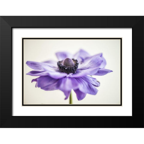 Purple Anemone 3 Black Modern Wood Framed Art Print with Double Matting by Poinski, Dianne