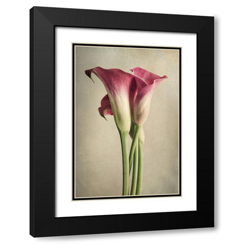 Calla Lily Pink Black Modern Wood Framed Art Print with Double Matting by Poinski, Dianne