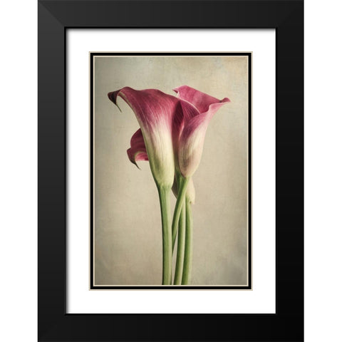 Calla Lily Pink Black Modern Wood Framed Art Print with Double Matting by Poinski, Dianne