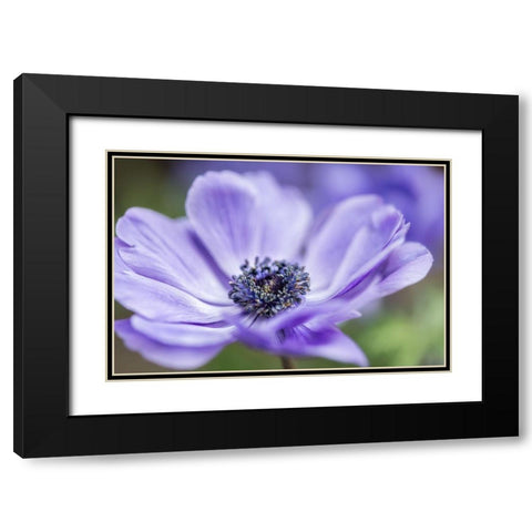 Spring Anemone II Black Modern Wood Framed Art Print with Double Matting by Poinski, Dianne