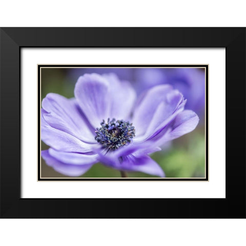 Spring Anemone II Black Modern Wood Framed Art Print with Double Matting by Poinski, Dianne