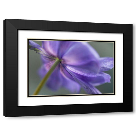 Spring Anemone V Black Modern Wood Framed Art Print with Double Matting by Poinski, Dianne