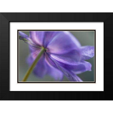Spring Anemone V Black Modern Wood Framed Art Print with Double Matting by Poinski, Dianne