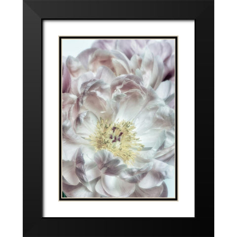 Dusty Bloom 4 Black Modern Wood Framed Art Print with Double Matting by Poinski, Dianne