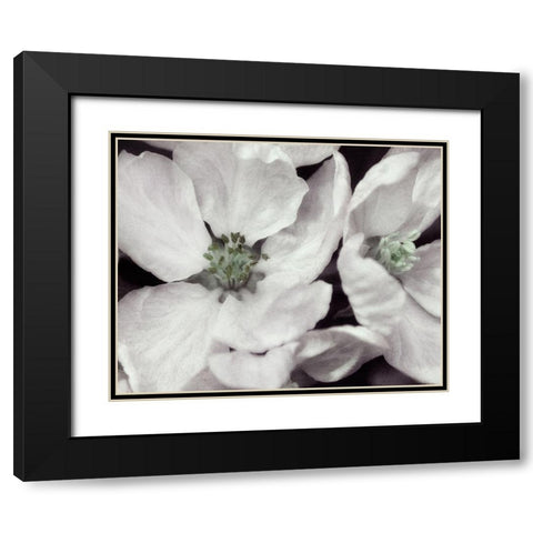 Soft Blossoms I Black Modern Wood Framed Art Print with Double Matting by Poinski, Dianne