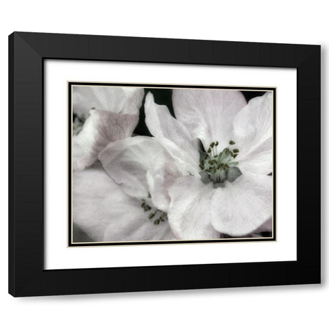 Soft Blossoms II Black Modern Wood Framed Art Print with Double Matting by Poinski, Dianne