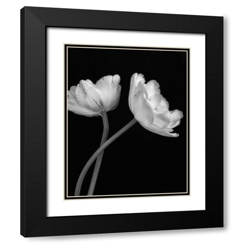 Black and White Roses 3 Black Modern Wood Framed Art Print with Double Matting by Poinski, Dianne