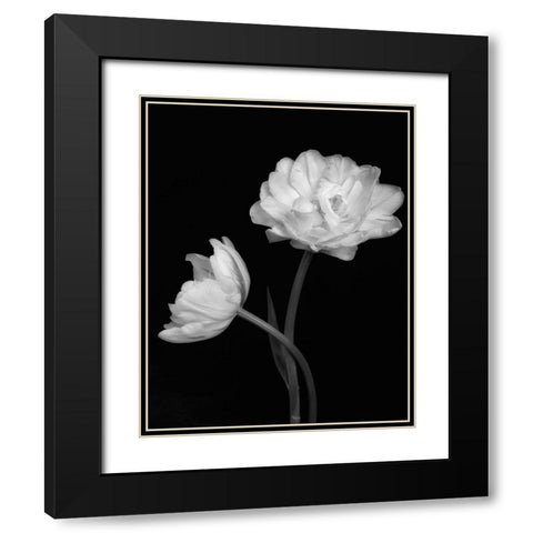 Black and White Roses 4 Black Modern Wood Framed Art Print with Double Matting by Poinski, Dianne