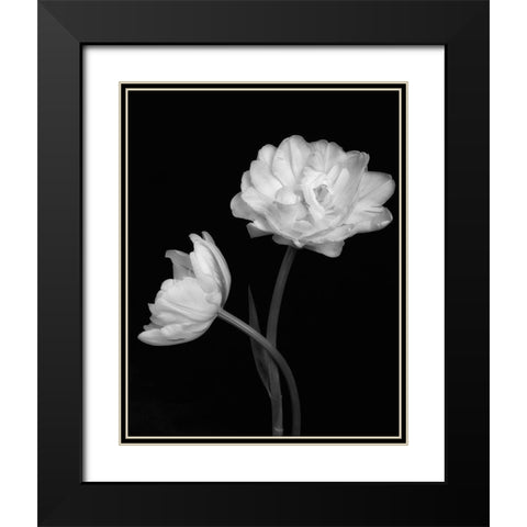 Black and White Roses 4 Black Modern Wood Framed Art Print with Double Matting by Poinski, Dianne