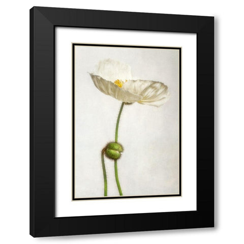Alabaster Flutter 1 Black Modern Wood Framed Art Print with Double Matting by Poinski, Dianne