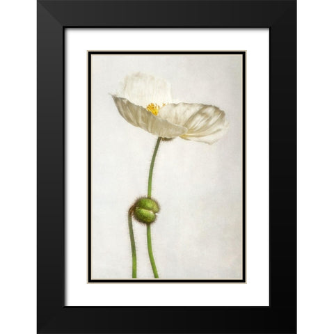 Alabaster Flutter 1 Black Modern Wood Framed Art Print with Double Matting by Poinski, Dianne