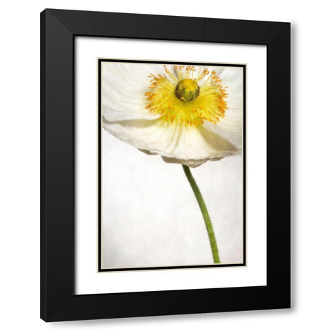 Alabaster Flutter 2 Black Modern Wood Framed Art Print with Double Matting by Poinski, Dianne