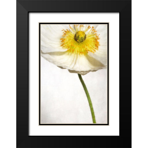 Alabaster Flutter 2 Black Modern Wood Framed Art Print with Double Matting by Poinski, Dianne