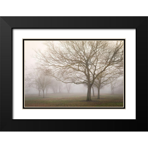 Trees in Fog 1 Black Modern Wood Framed Art Print with Double Matting by Poinski, Dianne