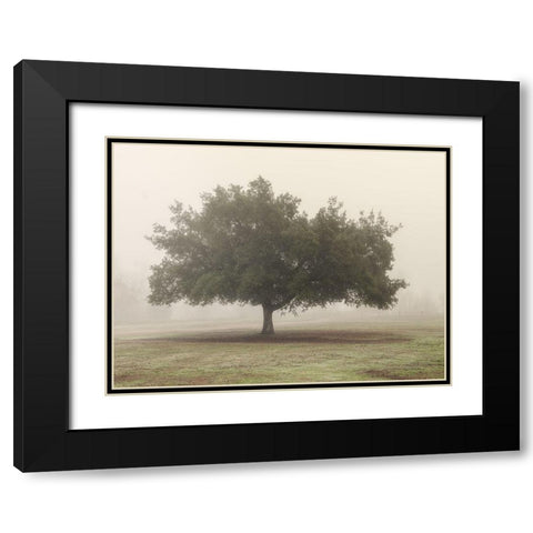 Trees in Fog 5 Black Modern Wood Framed Art Print with Double Matting by Poinski, Dianne