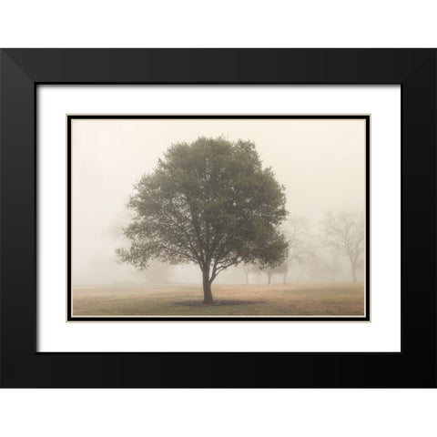 Trees in Fog 6 Black Modern Wood Framed Art Print with Double Matting by Poinski, Dianne