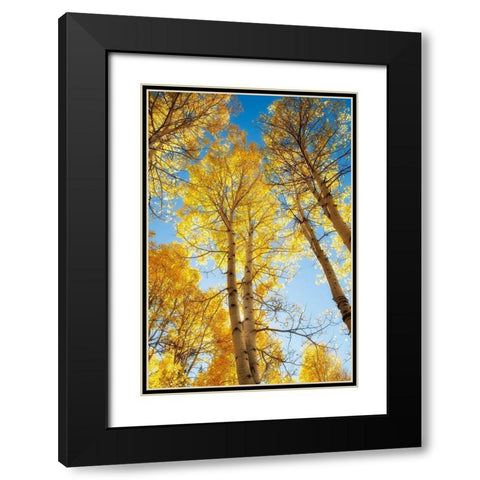 Golden Tree Tops 1 Black Modern Wood Framed Art Print with Double Matting by Poinski, Dianne
