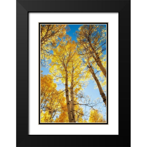 Golden Tree Tops 1 Black Modern Wood Framed Art Print with Double Matting by Poinski, Dianne