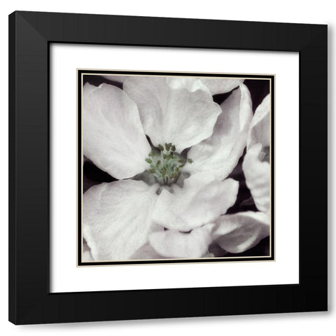 Soft Blossoms I Black Modern Wood Framed Art Print with Double Matting by Poinski, Dianne