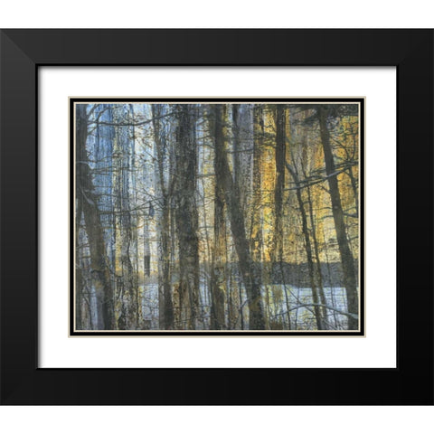 Sunshine Through The Limbs 1 Black Modern Wood Framed Art Print with Double Matting by Haynes, Smith