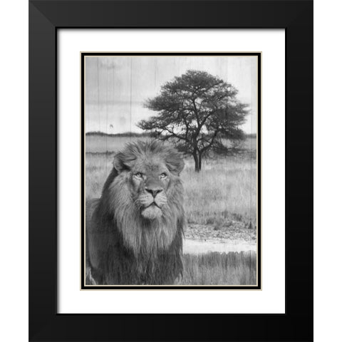Jungle King Black Modern Wood Framed Art Print with Double Matting by Lewis, Sheldon
