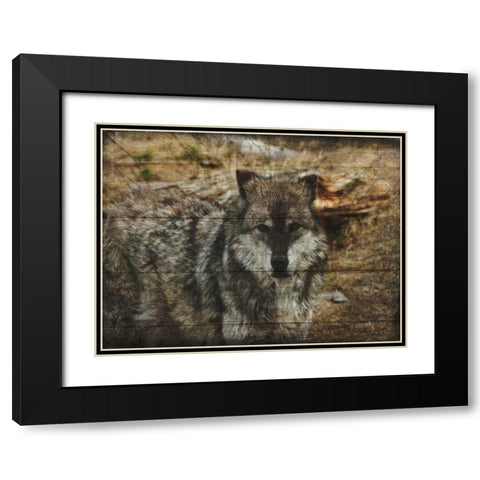 Alfa Wolf Black Modern Wood Framed Art Print with Double Matting by Lewis, Sheldon