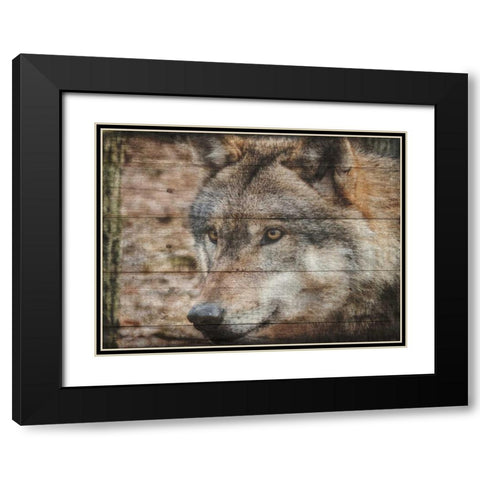 Alfa Wolf 2 Black Modern Wood Framed Art Print with Double Matting by Lewis, Sheldon
