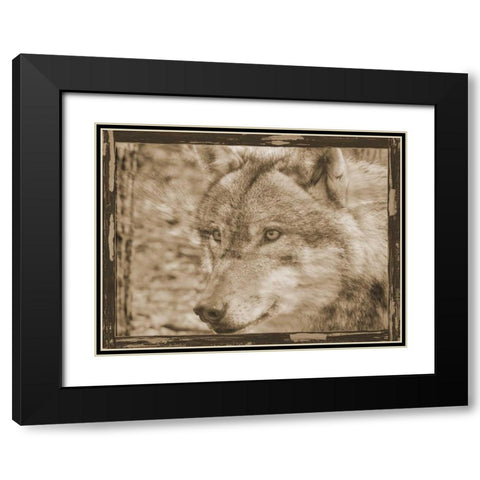 Wild Heart 2 Black Modern Wood Framed Art Print with Double Matting by Lewis, Sheldon