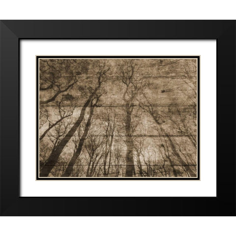 Up Into The Woods Black Modern Wood Framed Art Print with Double Matting by Lewis, Sheldon