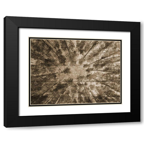 Up Into The Woods 2 Black Modern Wood Framed Art Print with Double Matting by Lewis, Sheldon